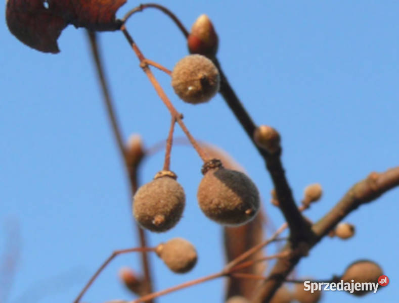 LIPA DROBNOLISTNA Tilia cordata NASIONA 300 kujawsko-pomorskie