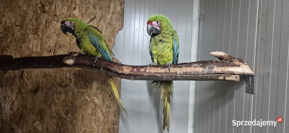 Ara Ambigua ara Oliwkowa samica 2025 Rogoż