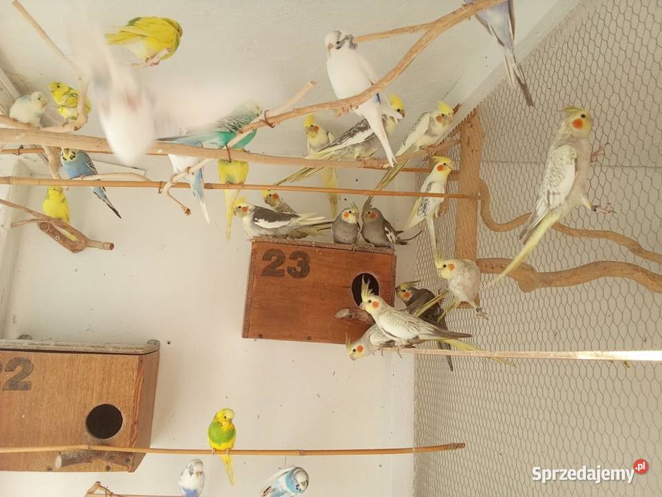 Mnichy Świergoty Faliste Nimfy Gajków sprzedam