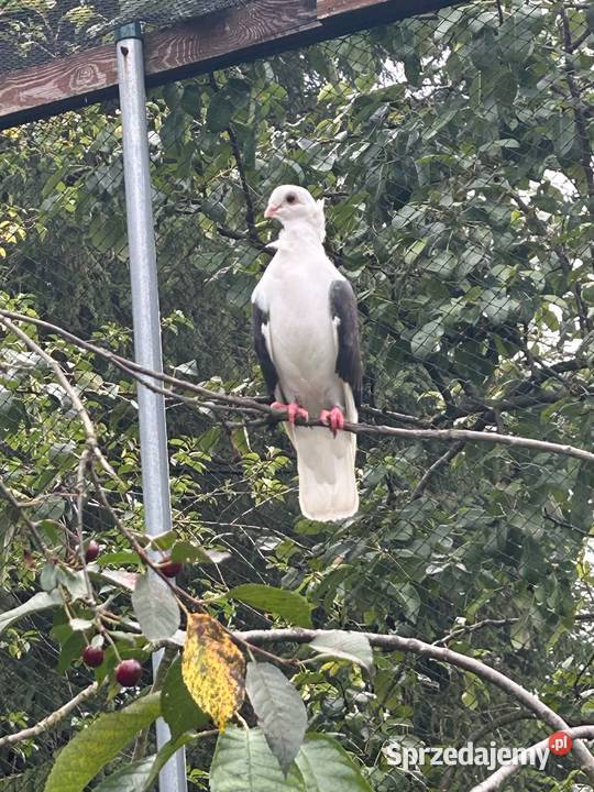 Pawiki mewki i szeki Skała
