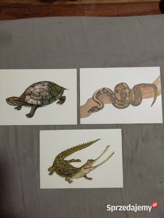 Berg Bohdan gady chronione pocztówki Kraków