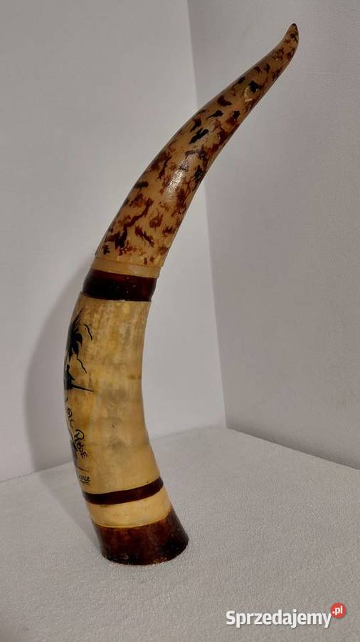 Róg Watussi Senegal małopolskie Krzykawa sprzedam