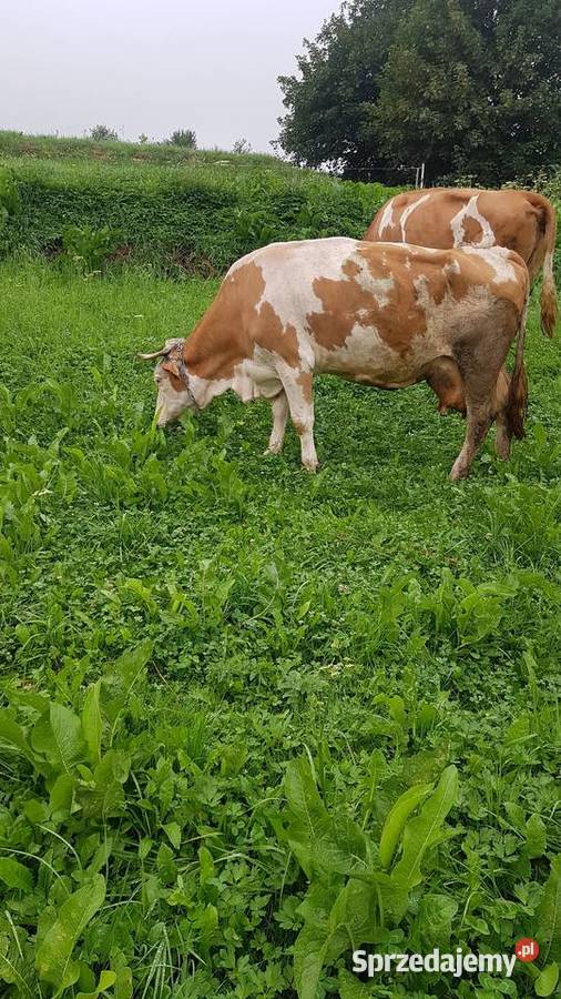 sprzedam krowę