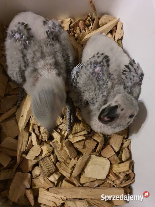 Żako Psittacus erithacus