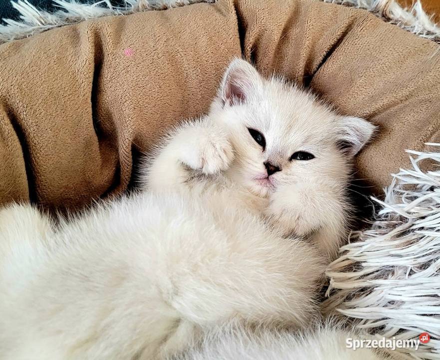 Brytyjskie srebrne srebrne pointy