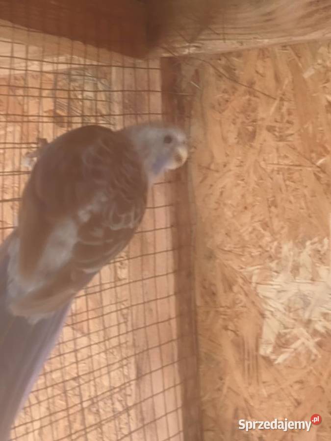 Rozelle królewskie niebieskie Ptaki świętokrzyskie