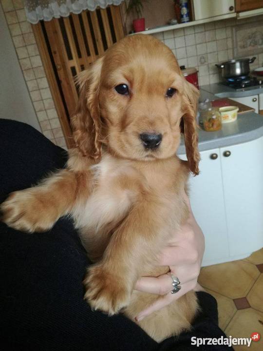 suczka cocker spaniel Kazimierza Wielka