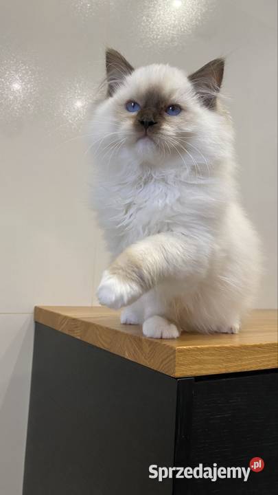Kocurek ragdoll prawdziwy międzynarodowy rodowód Koty Katowice