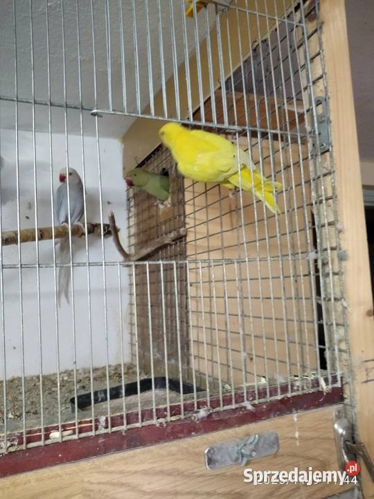 Aleksandertta obrożna sprzedam Świerklany