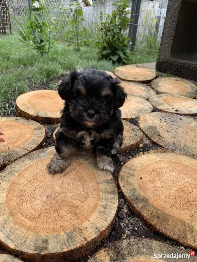 Mama Shihtzu Tata York dwa pieski York Leoncin