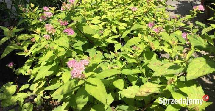 Sprzedam ukorzenione sadzonki tawuł japońskich