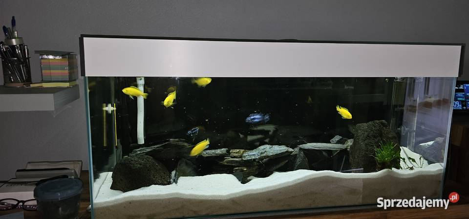 Pyszczaki Yellow i Maingano dolnośląskie Lubin