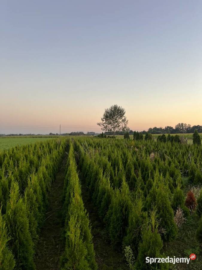 Tuja szmaragd sprzedam Dom i Ogród Brzozówka