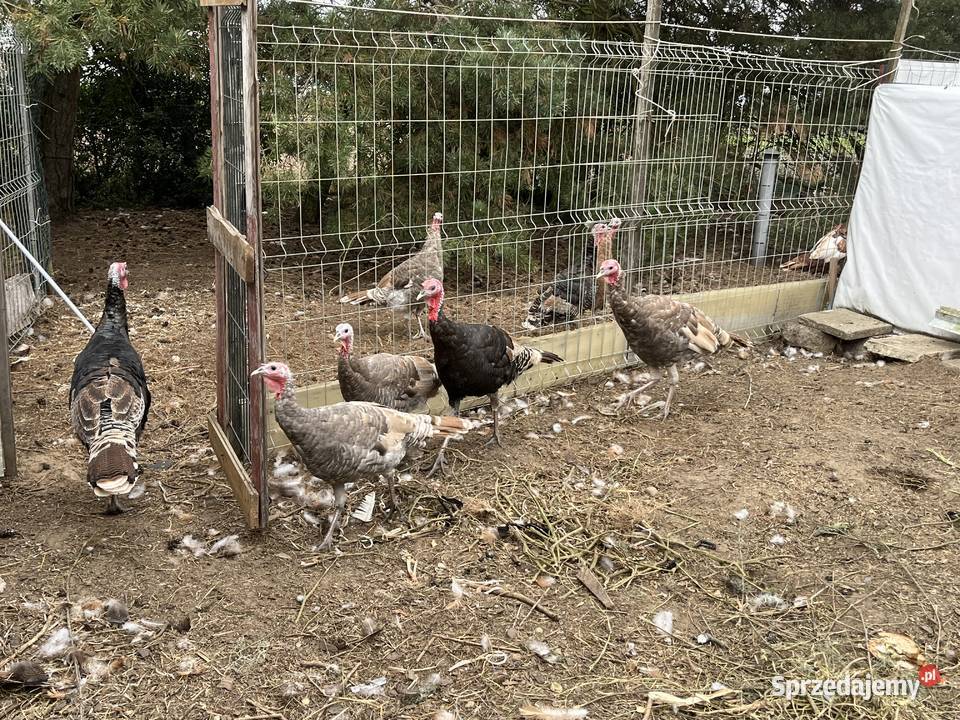 Przepiękne indyczki Mława