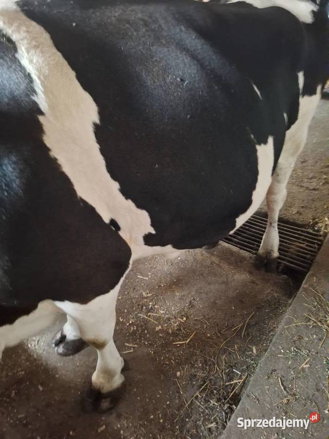 Sprzedam krowę mleczną mazowieckie Myszyniec