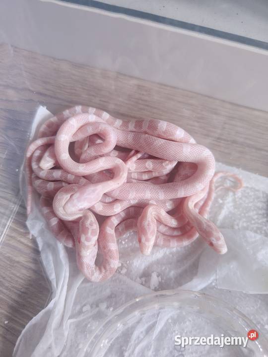 Wąż zbożowy młodziutkie Gliwice