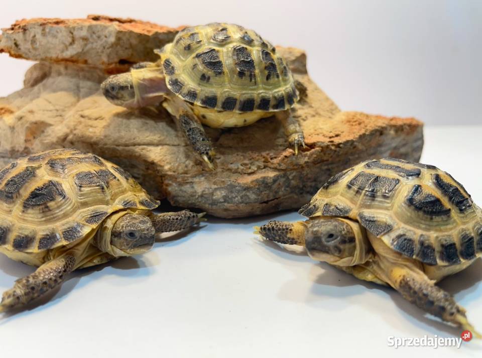 Żółw stepowy Szczecin