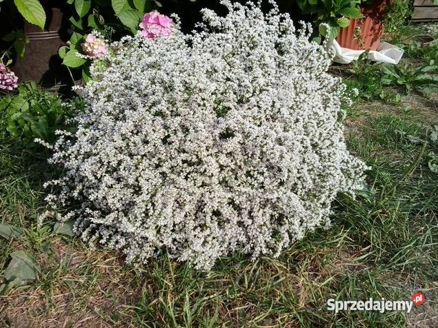 Zatrwian Tatarski Statycja KWIATY Pozostałe mazowieckie Chmielew