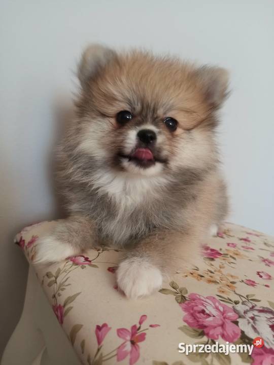 Szpic miniaturowy Bydgoszcz sprzedam