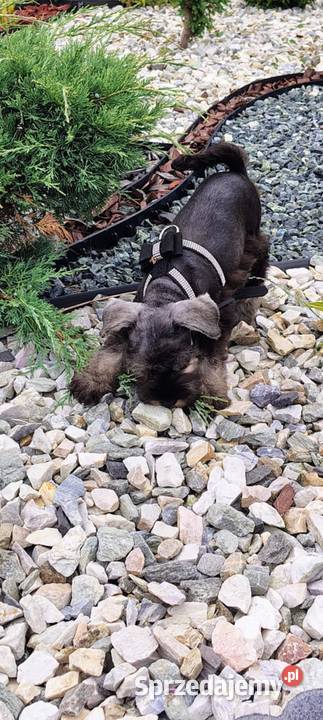 Sznaucer Miniatura rodowodowe szczenięta Radomsko sprzedam