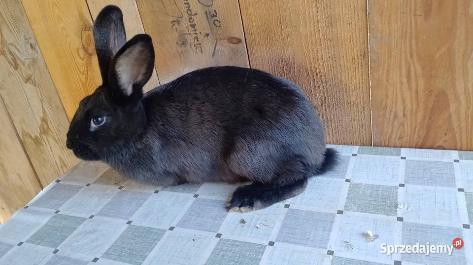 Samica mieszaniec zakocona wykot 07122025 Czarzyzna