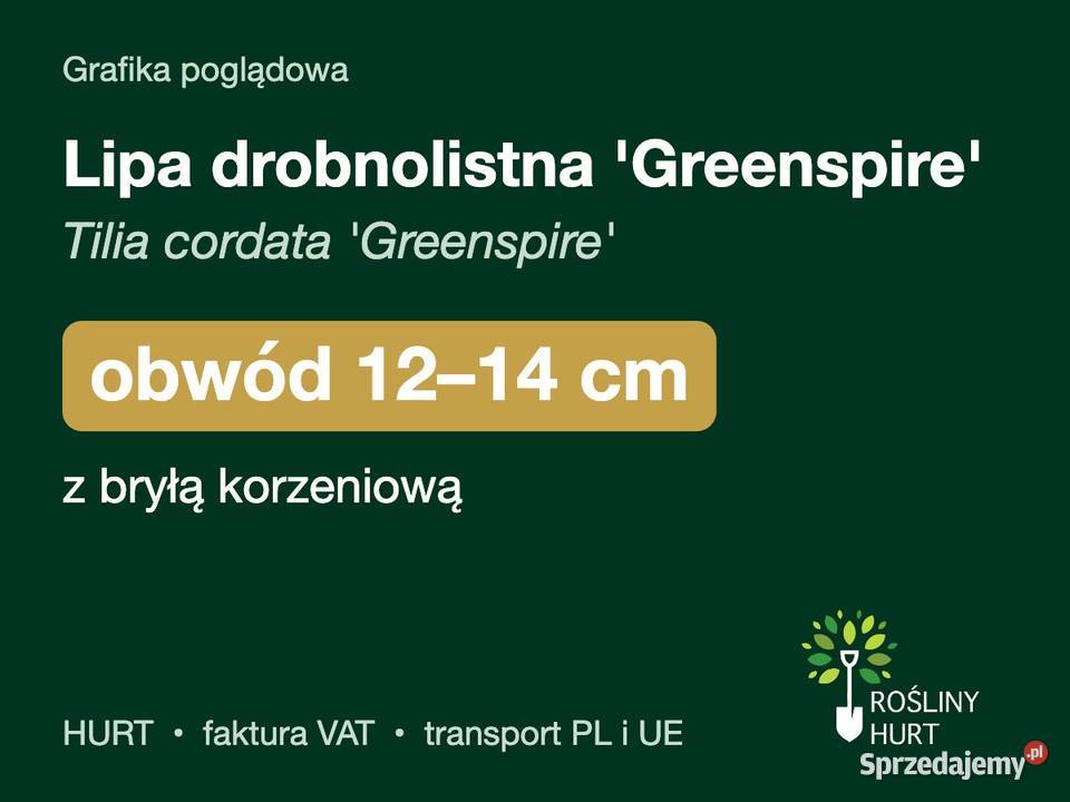 Lipa drobnolistna Greenspire obwód 1214 z bryłą wielkopolskie