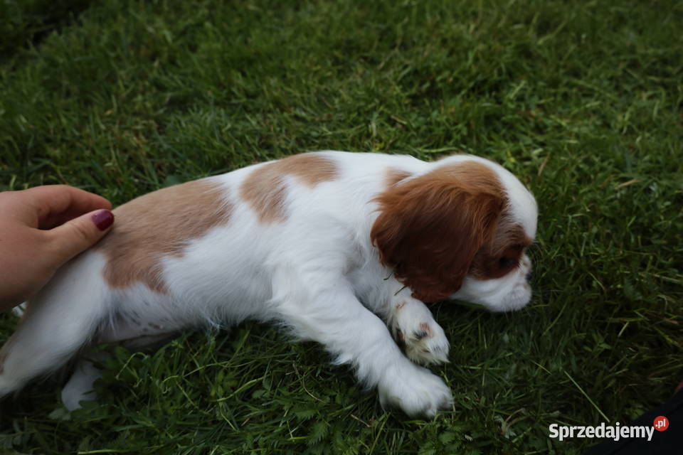 Cavalier King Charles Spaniel dziewczynka Szczucin