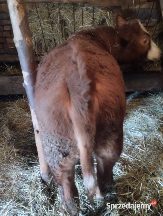 Jałówka roczna Bydło Nowy Sącz sprzedam