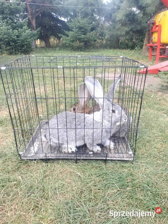 Sprzedam Belg Olbrzym samce i samice sprzedam