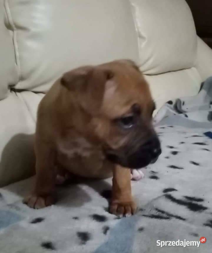 Sprzedam suczkę amstaffa Kleszczyn