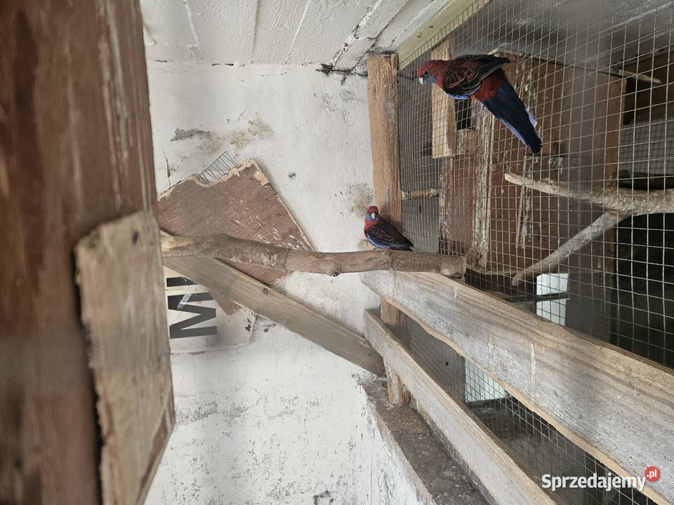Sprzedam rozella królewska para lęgowa Opalenica