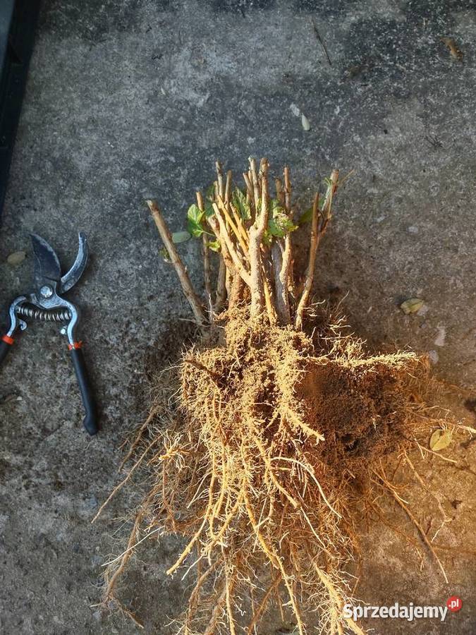 Sadzonki czarnej porzeczki Baryczka