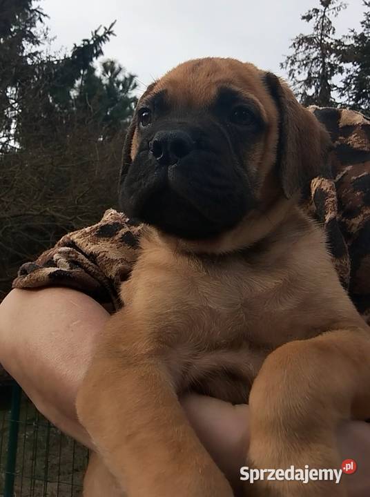 Bullmastiff zapowiedź szczeniąt Lublin