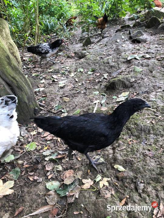 Kury i koguty Ayam Cemani koguty Vorwerk podkarpackie