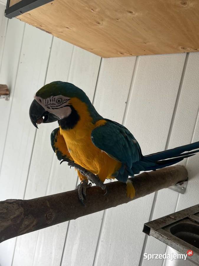 Pary Ara Ararauna Proszowice