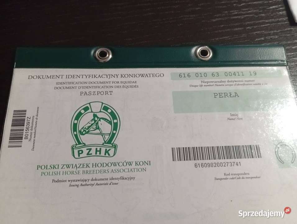 Sprzedam klacz Zimnokrwista Konie Radawa