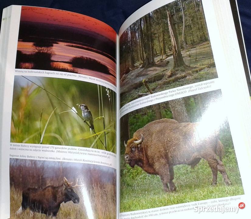 Zielona Polska Wojciech Lewandowski Robert Chełm sprzedam
