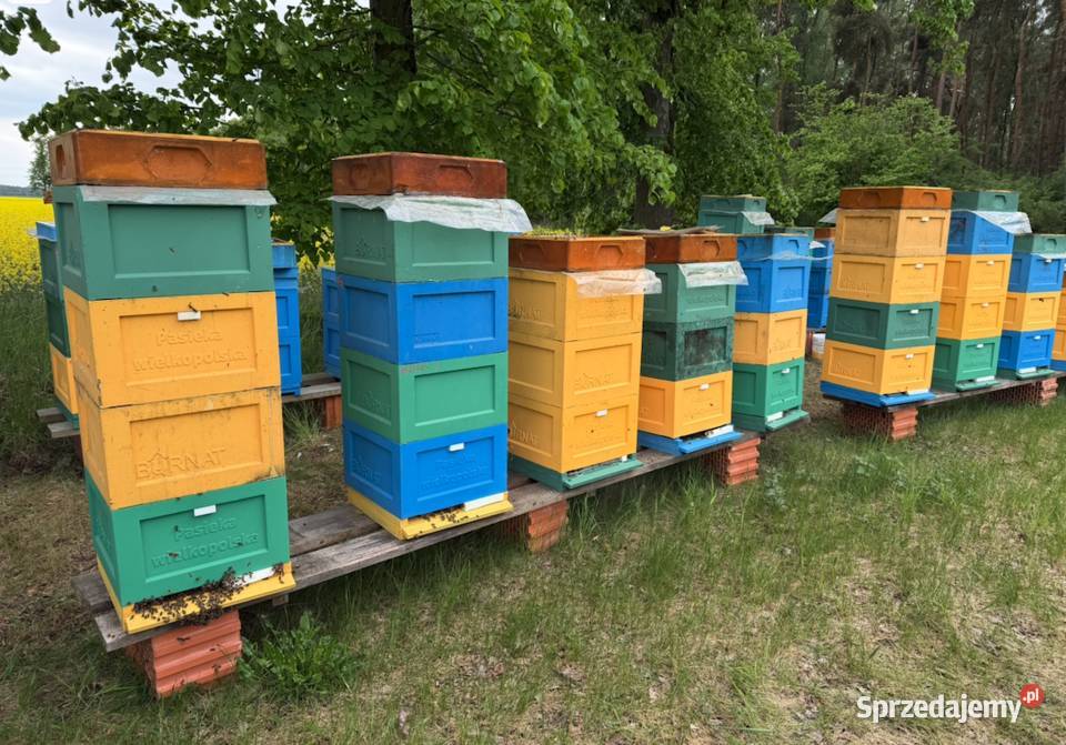 Pasieka Wielkopolska dochodowy biznes z marką i Produkcja sprzedam
