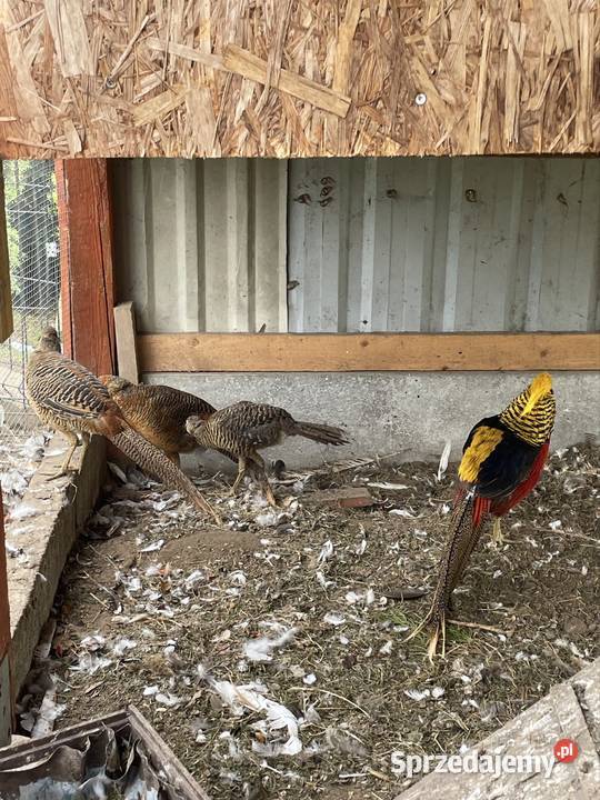 Sprzedam samice bażanta złotego sprzedam