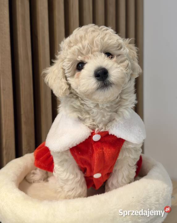 Piesek Bichpoo Pozostałe Zalesie Górne