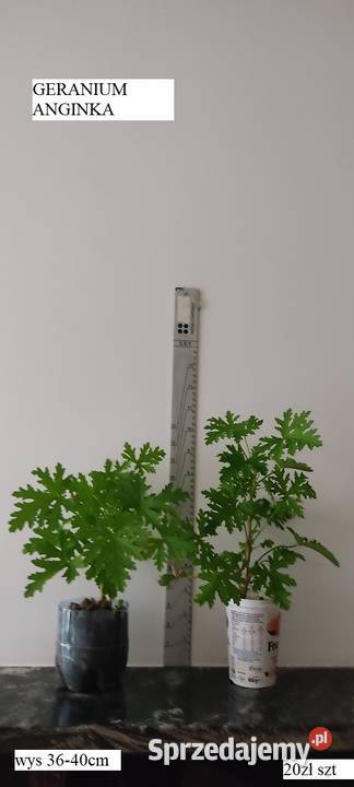 GERANIUM ANGINKA sadzonka Opole