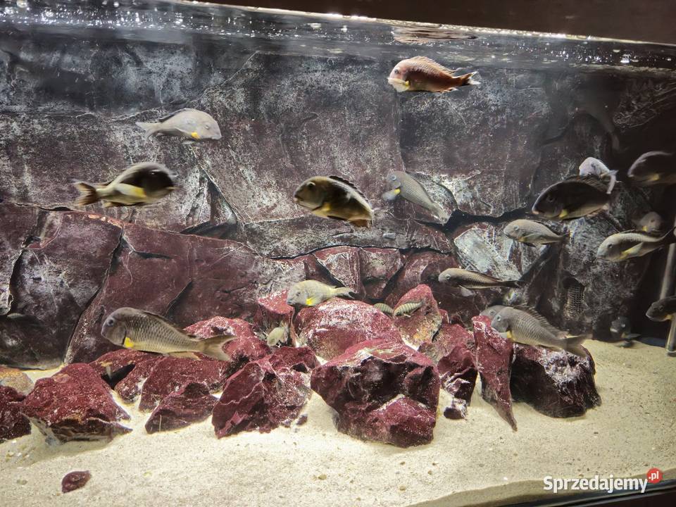 Akwarium z rybami WF Tropheus sp Crescentic Lesko