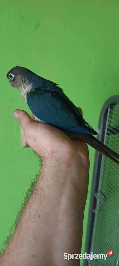 Papugi rudosterki ręcznie karmione