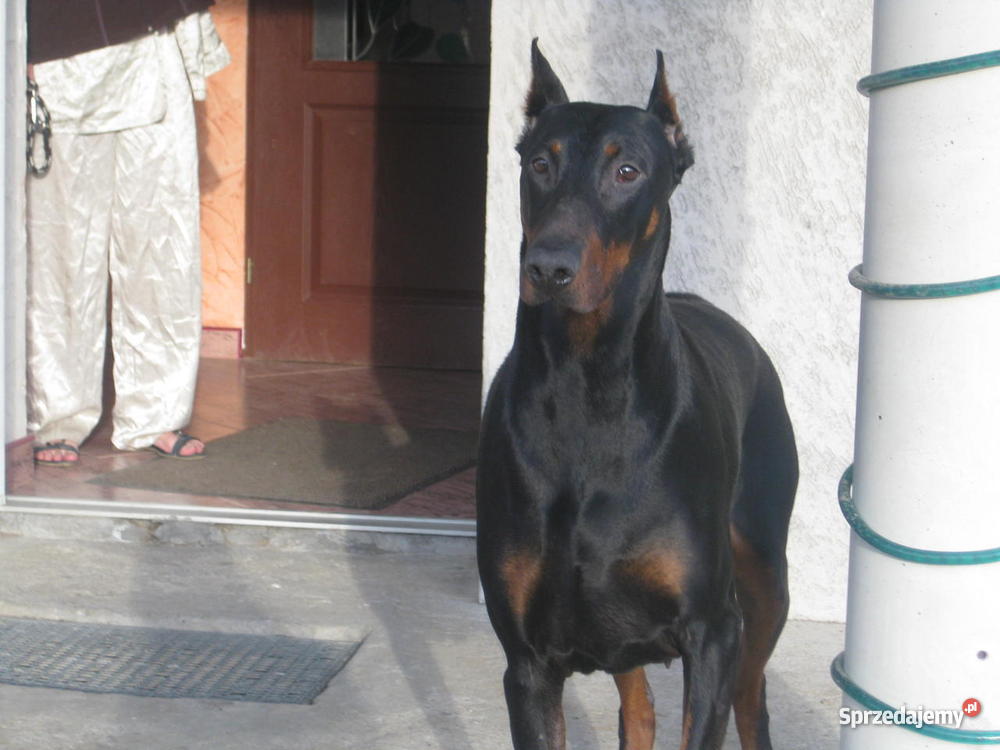 4 letnią sukę Dobermana w ręce wielkopolskie Gniezno