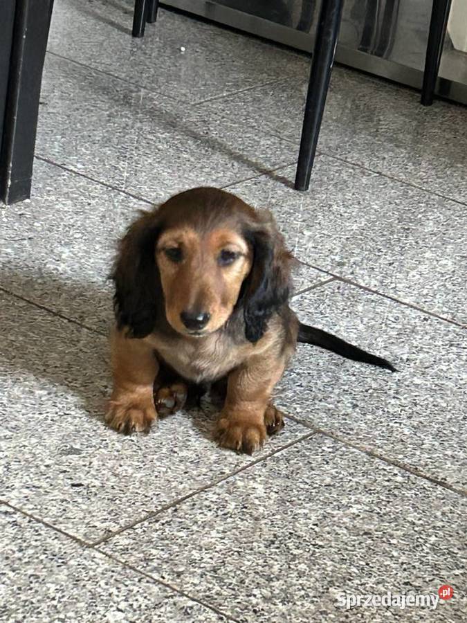 Jamnik długowłosy miniaturowy chłopak Dziewkowice sprzedam