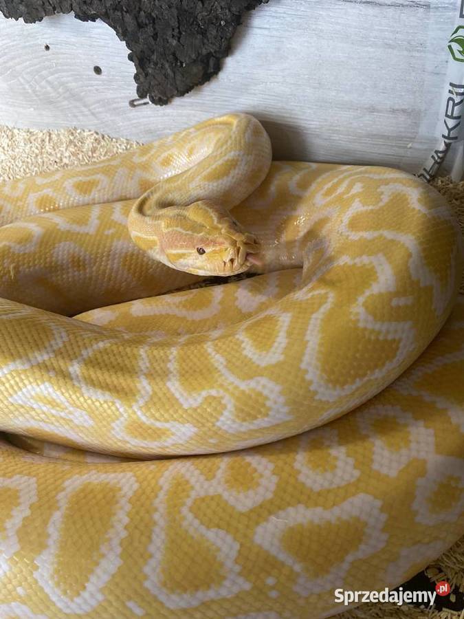 Pyton tygrysi samice Albino granit śląskie Jaworzno