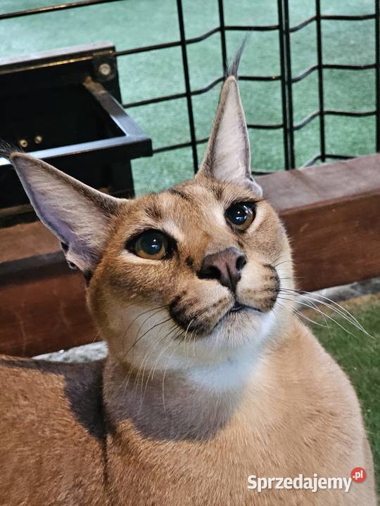Karakal stepowy caracal młode koty łagodne Pozostałe Pasłęk
