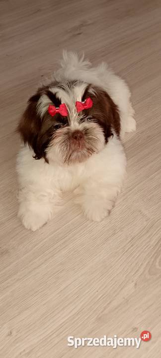 Biało czekoladowa suczka rasy ShihTzu Kępno