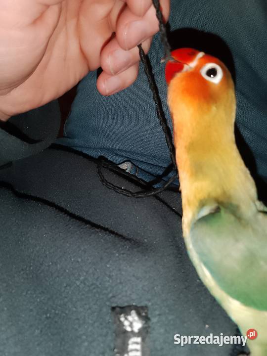 Fisher Nierozłączki Rzeszów