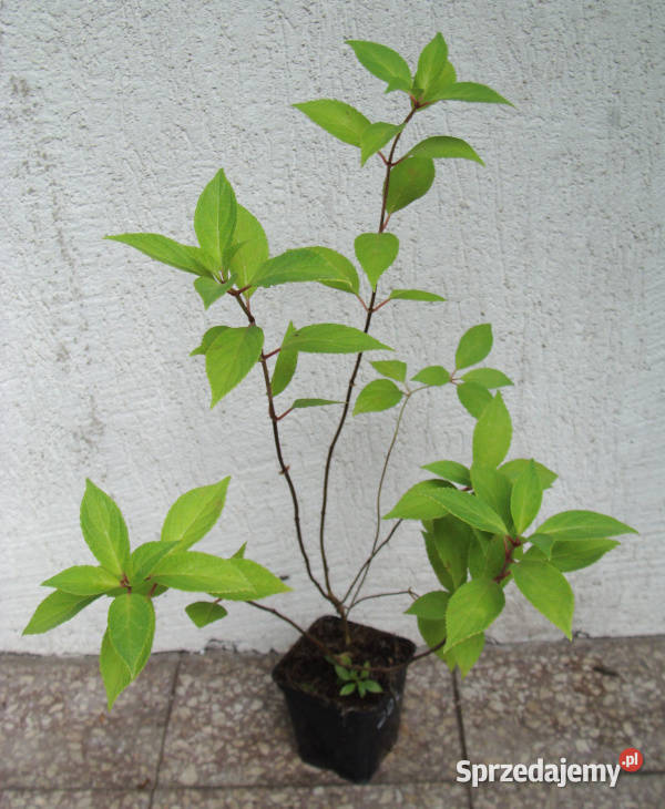 HORTENSJA BUKIETOWA Mojito sadzonki w doniczkach Ustronie